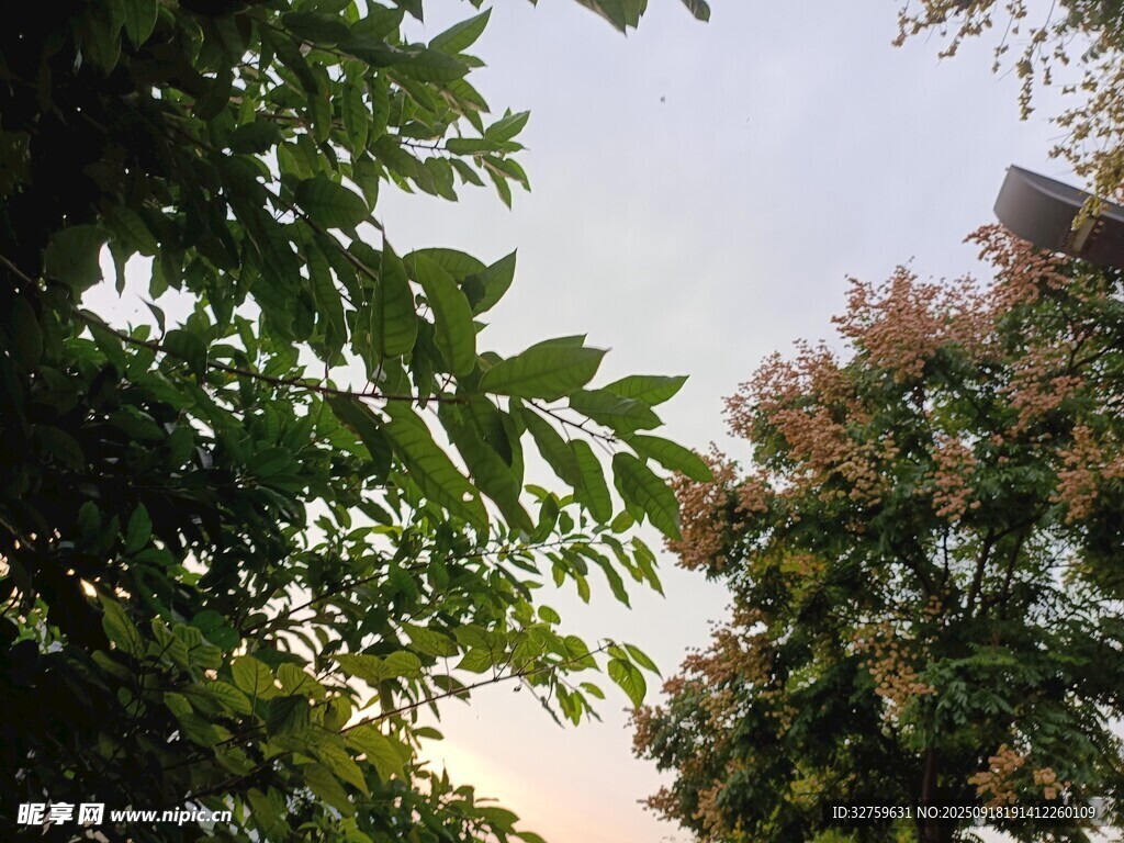 綠樹藍天間的自然景致