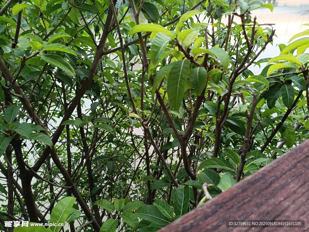 屋頂旁的繁茂綠植