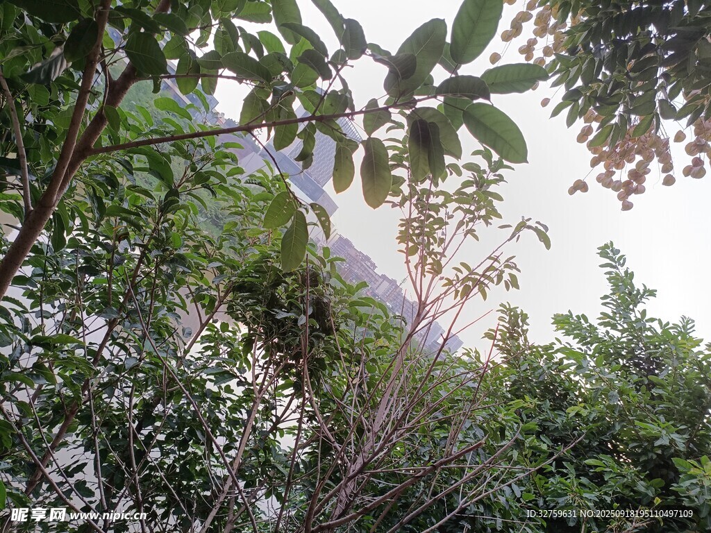 山林間繁茂枝葉與朦朧遠(yuǎn)景