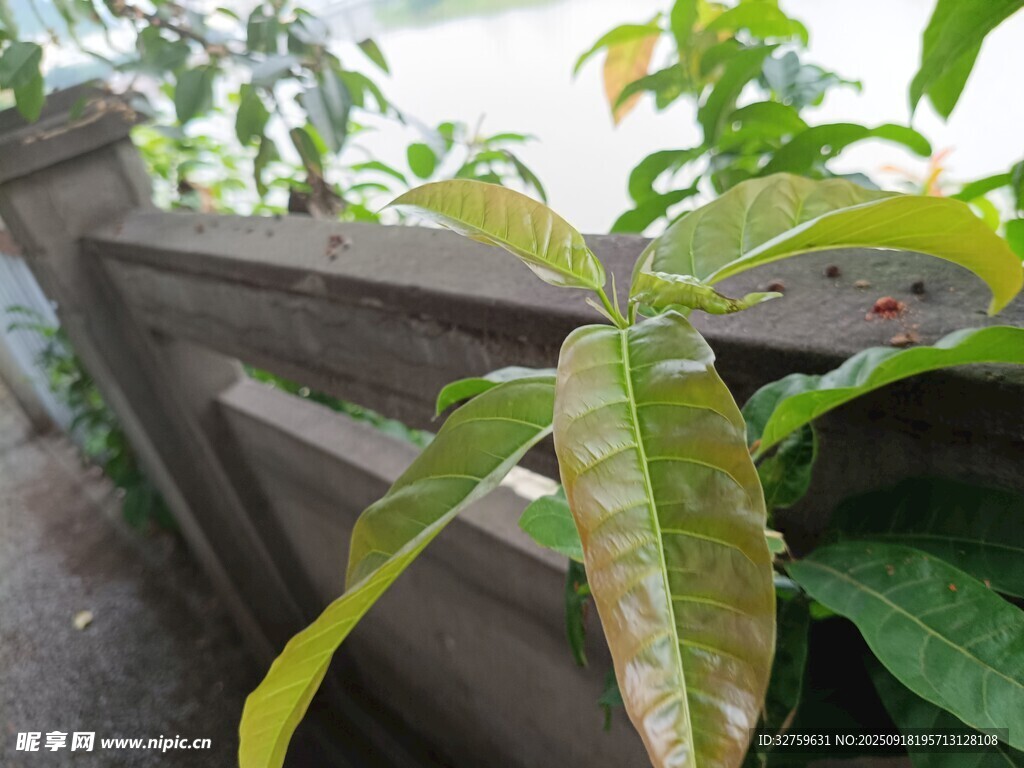 墻邊嫩綠植物生機(jī)滿滿