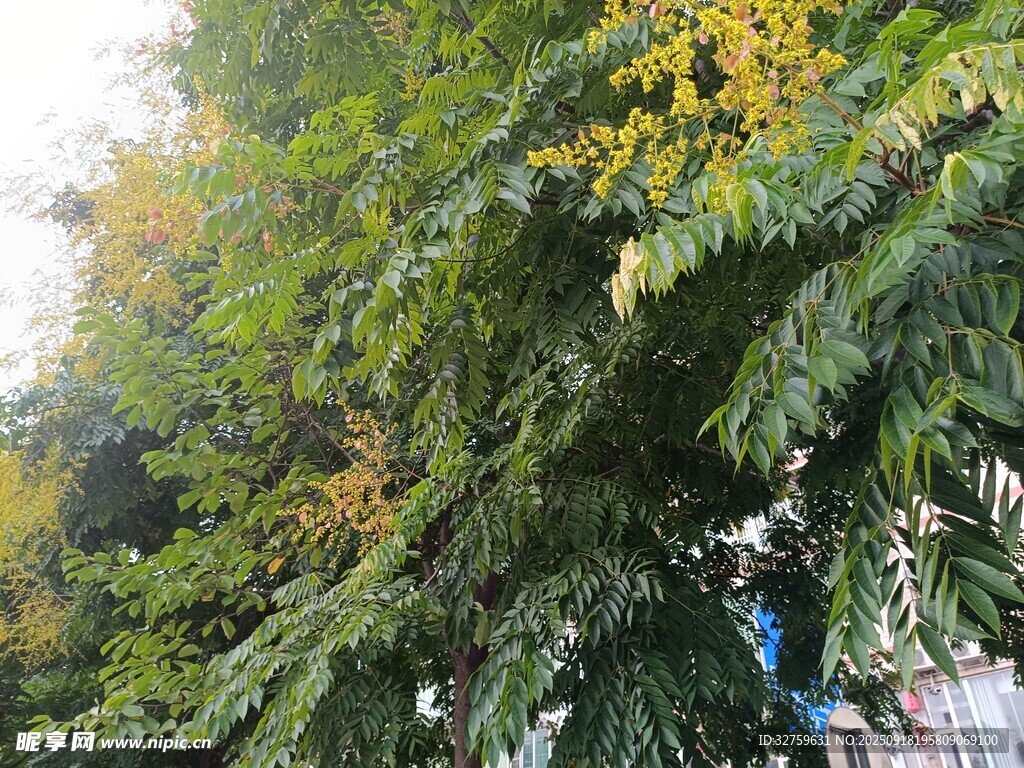 綠葉間的金黃花朵