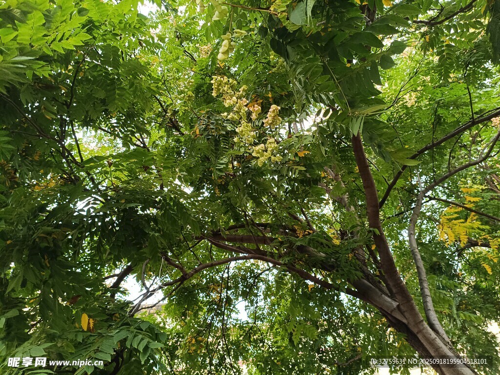 繁茂綠樹展現(xiàn)自然生機(jī)