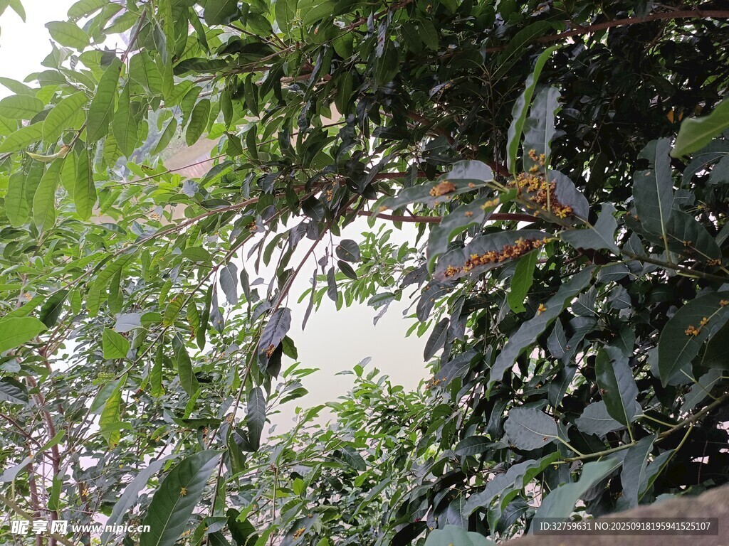 繁茂綠葉間的自然景致