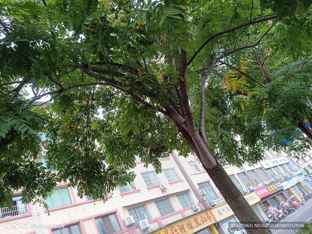 街邊繁茂綠樹