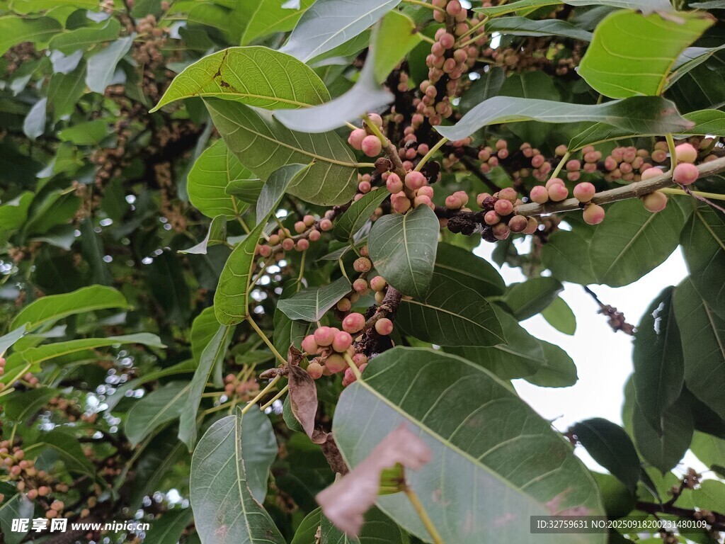 枝頭掛滿紅果的繁茂樹(shù)木