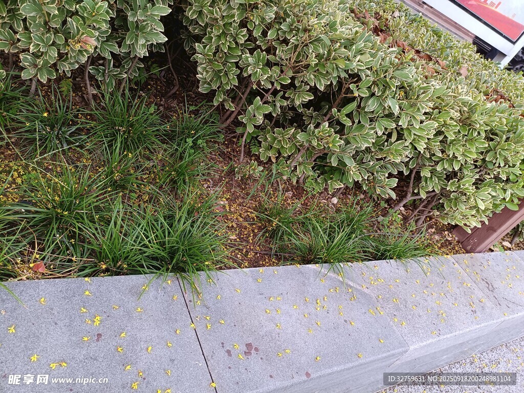 路邊綠植與灰色路沿石