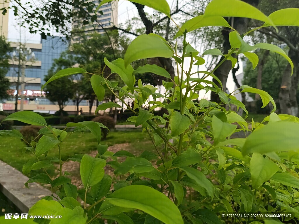 城市中的綠意盎然景觀