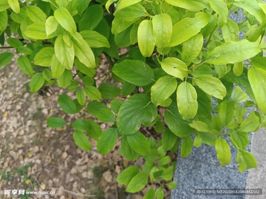 翠綠葉片的生機(jī)植物