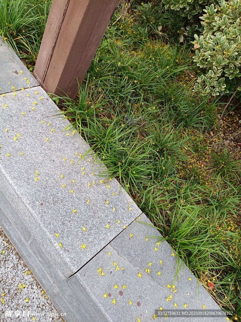 路邊石旁的綠植與地面