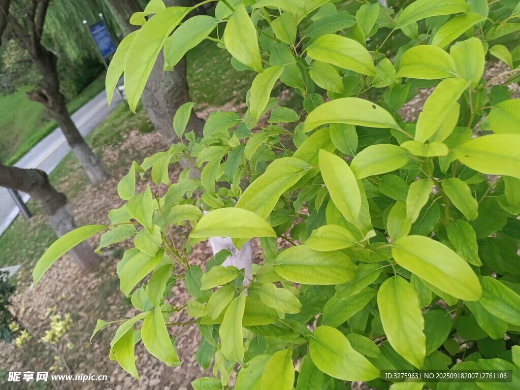 嫩綠葉片的清新植物