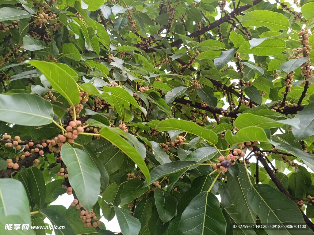 綠葉間的果實初綻