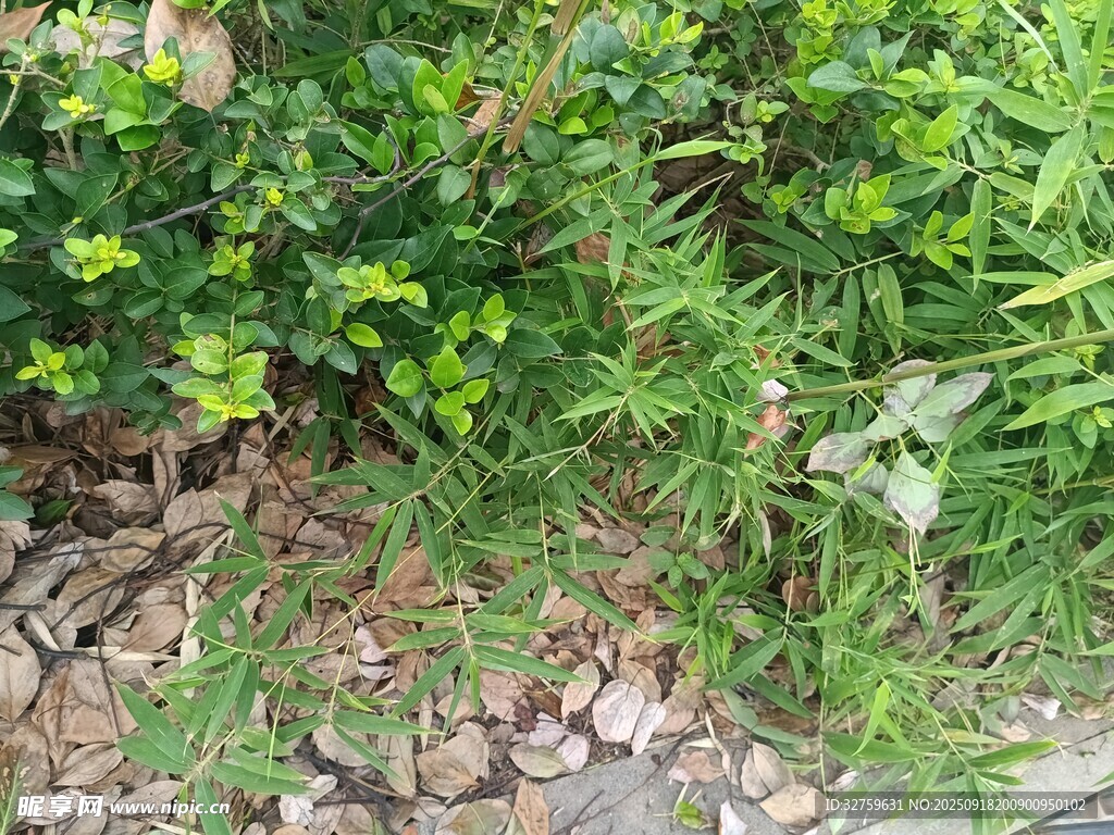 戶外綠植與碎石景觀
