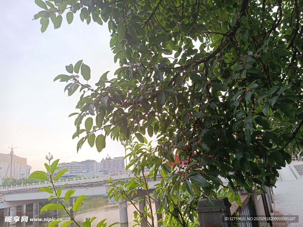 綠葉繁茂的樹木景觀