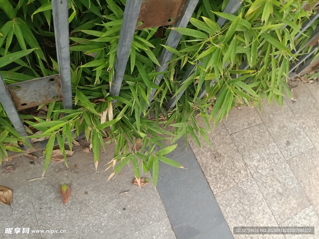 圍欄邊的翠綠植物