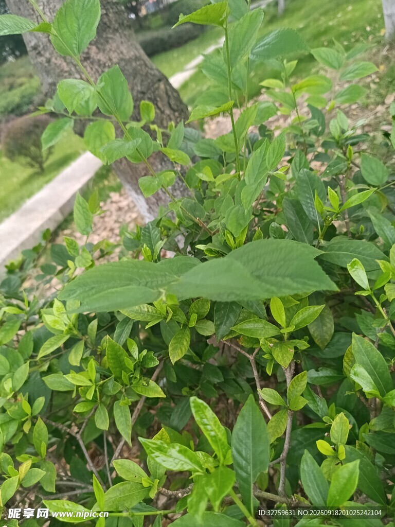 綠意盎然的植物景觀