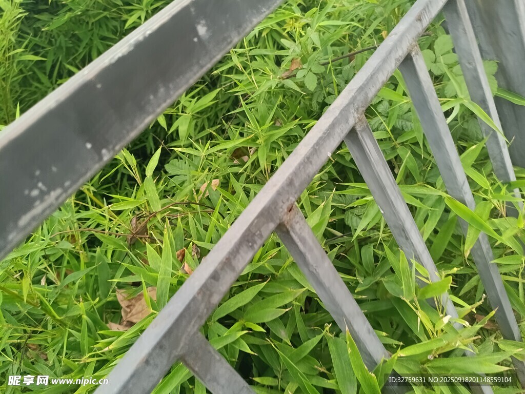木柵欄間的繁茂綠植