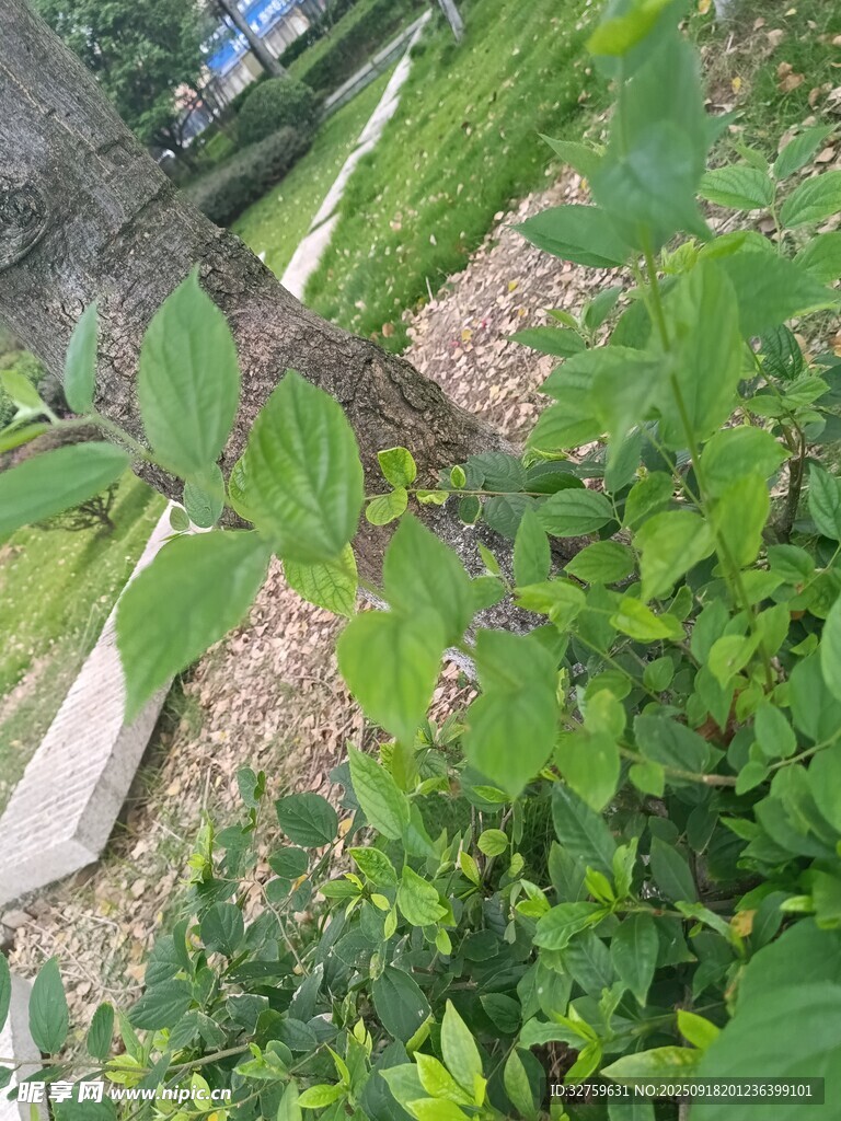 戶外綠植與地面景象