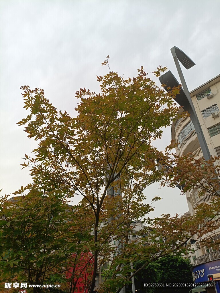 秋日街頭樹木與建筑景觀
