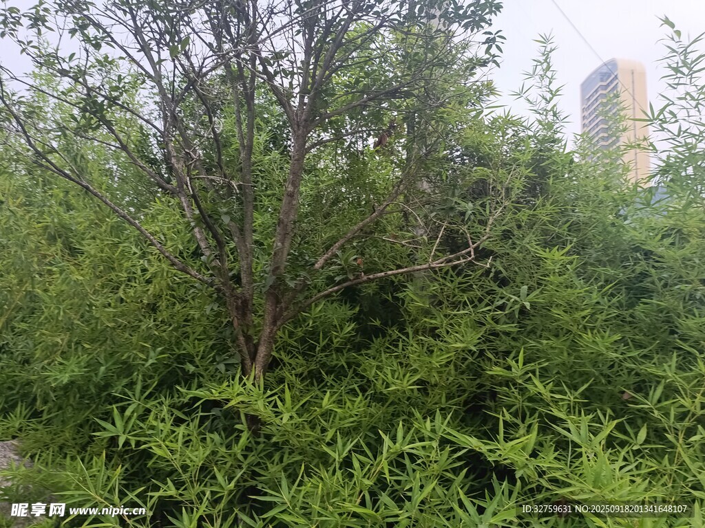 城市中的繁茂綠植景觀
