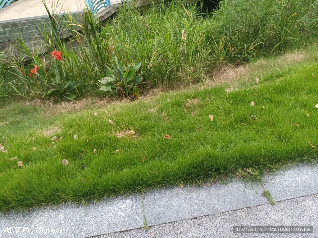 路邊翠綠草坪與零星花草