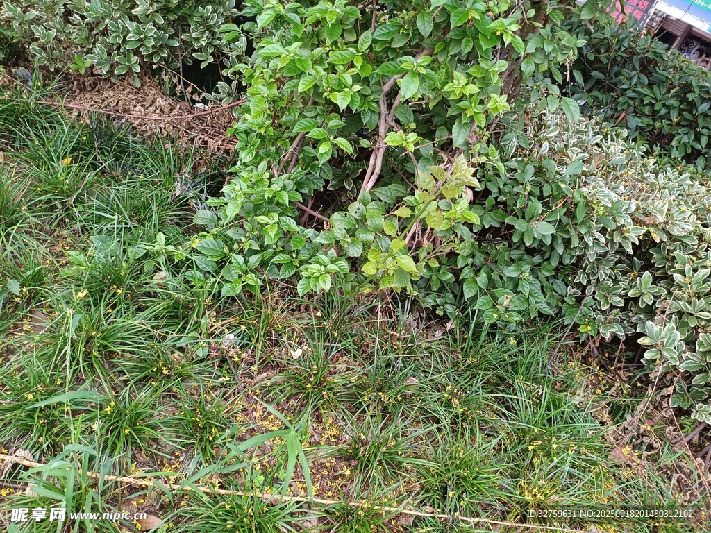 繁茂綠植的自然景致