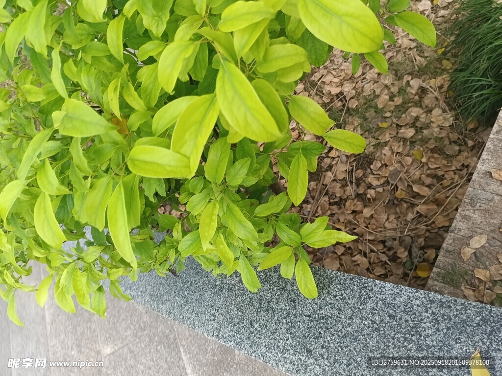 嫩綠葉片