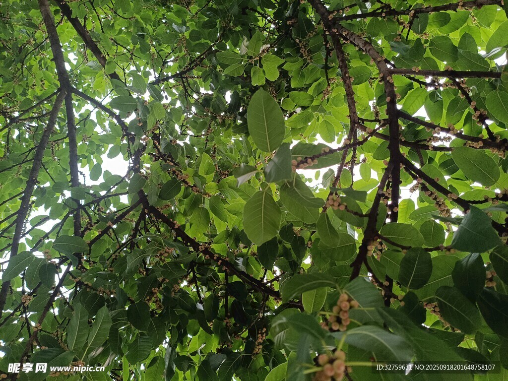 仰視繁茂枝葉間的天空