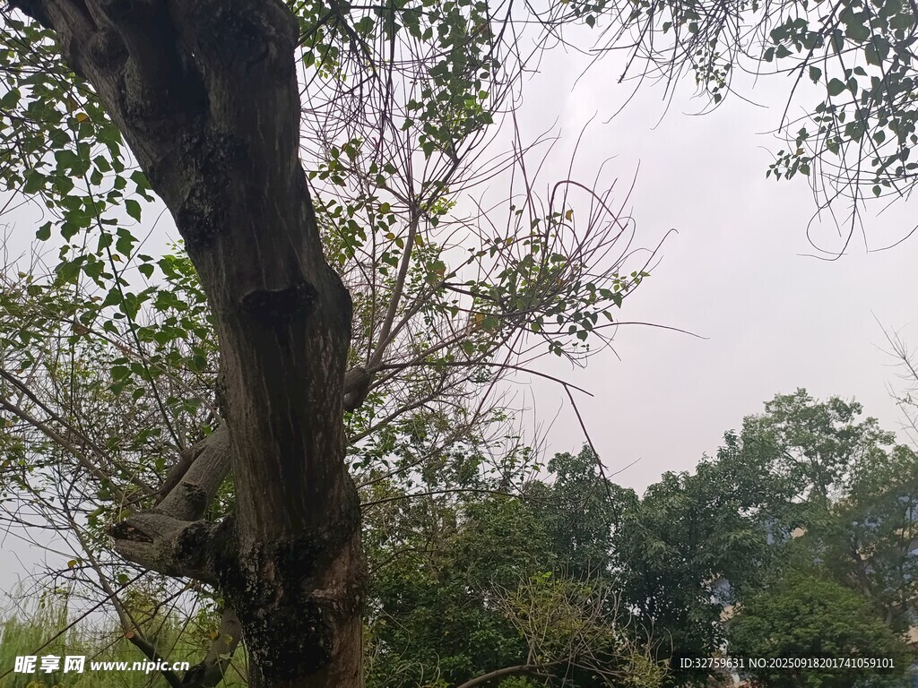 雨中繁茂樹木景觀
