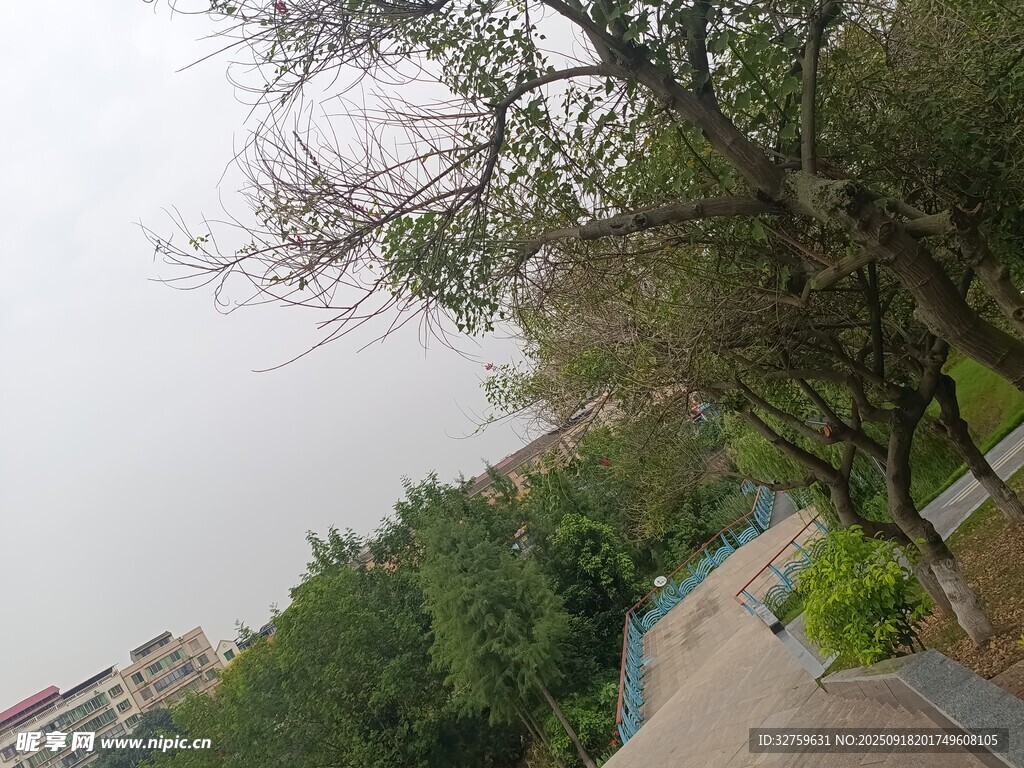 路邊綠樹成蔭的景致