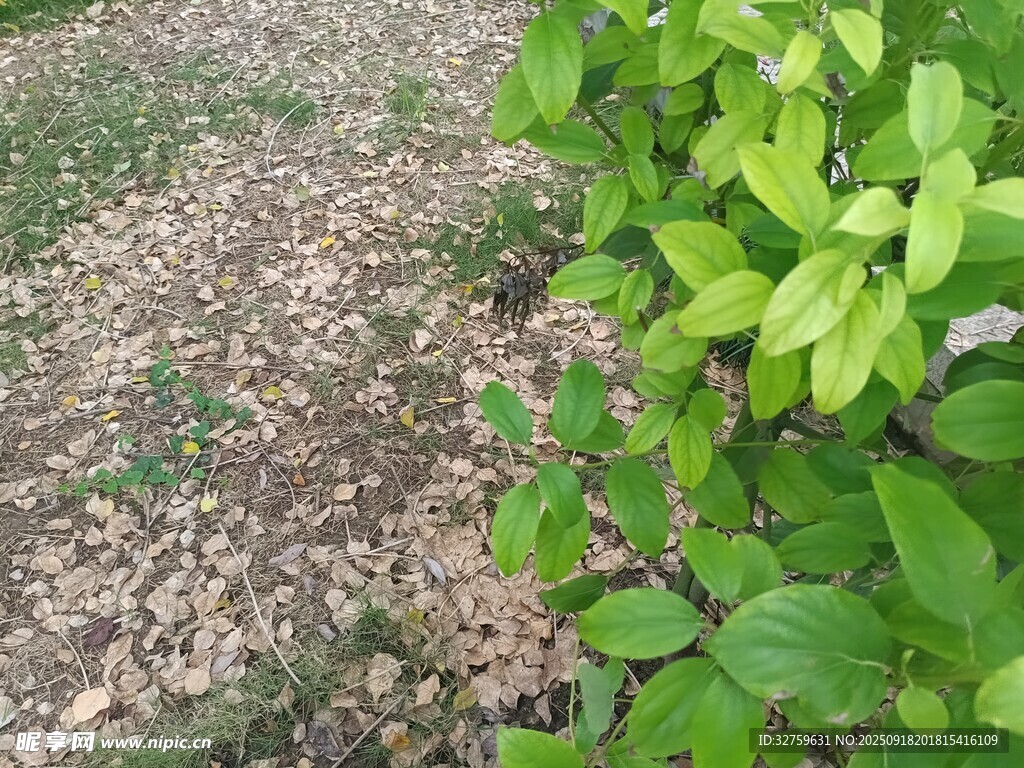 綠葉與地面枯葉的景致