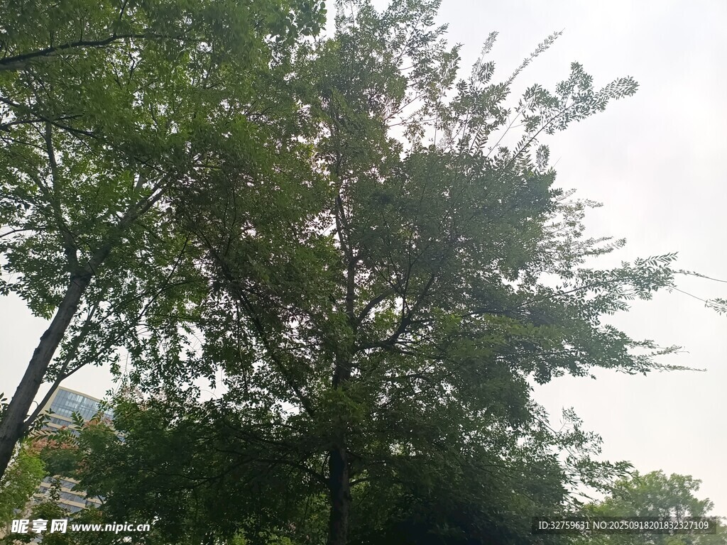 夏日蔥郁樹木景致