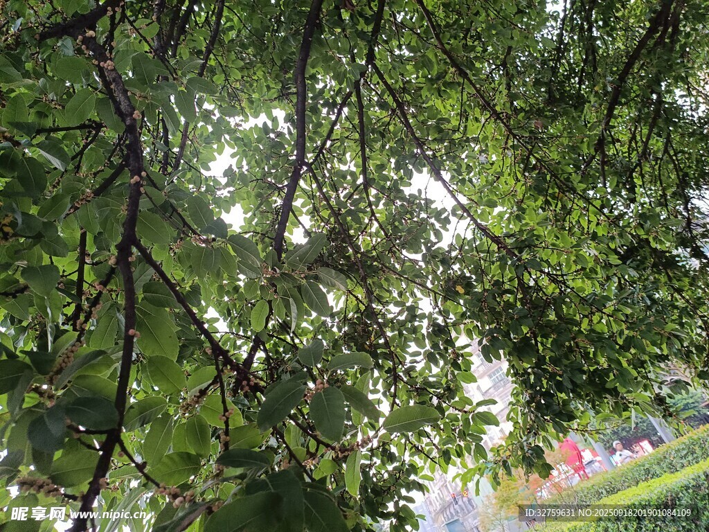 透過枝葉看戶外景致