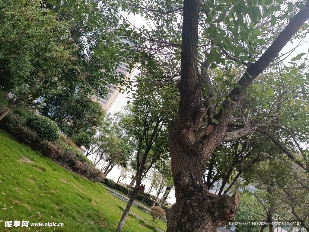 綠樹(shù)成蔭的戶(hù)外自然景致