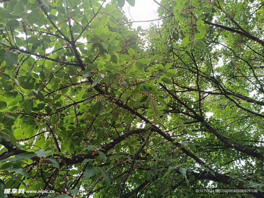 繁茂綠樹 