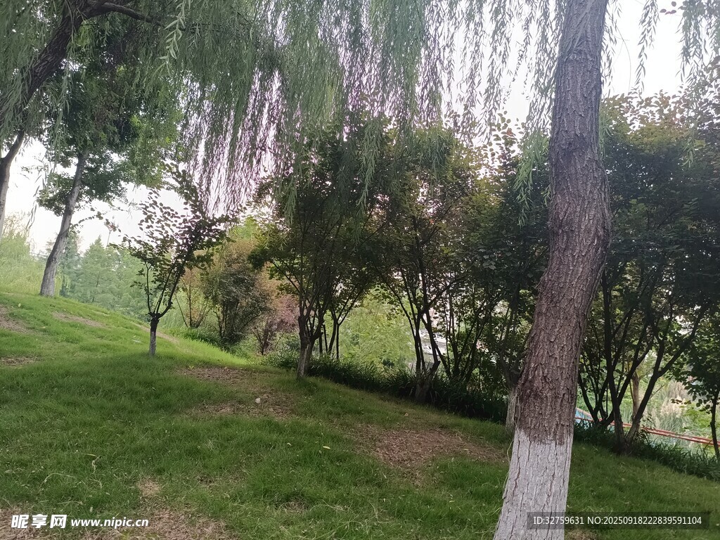 公園蔥郁樹木與翠綠草地