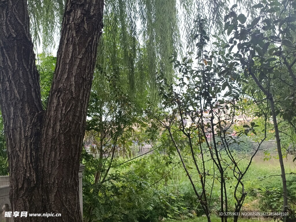 林間綠意盎然的自然景致