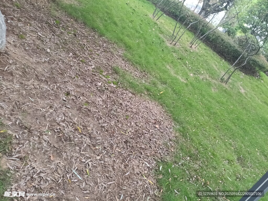戶外草地與木屑景觀