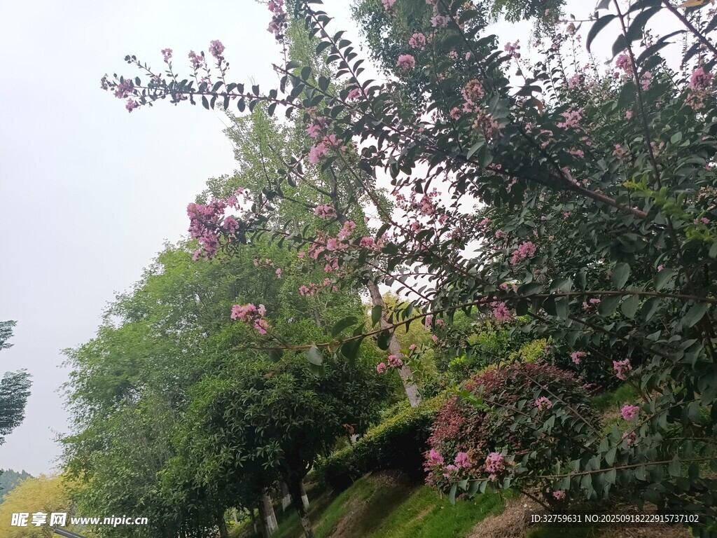 繁花盛開的綠樹景觀