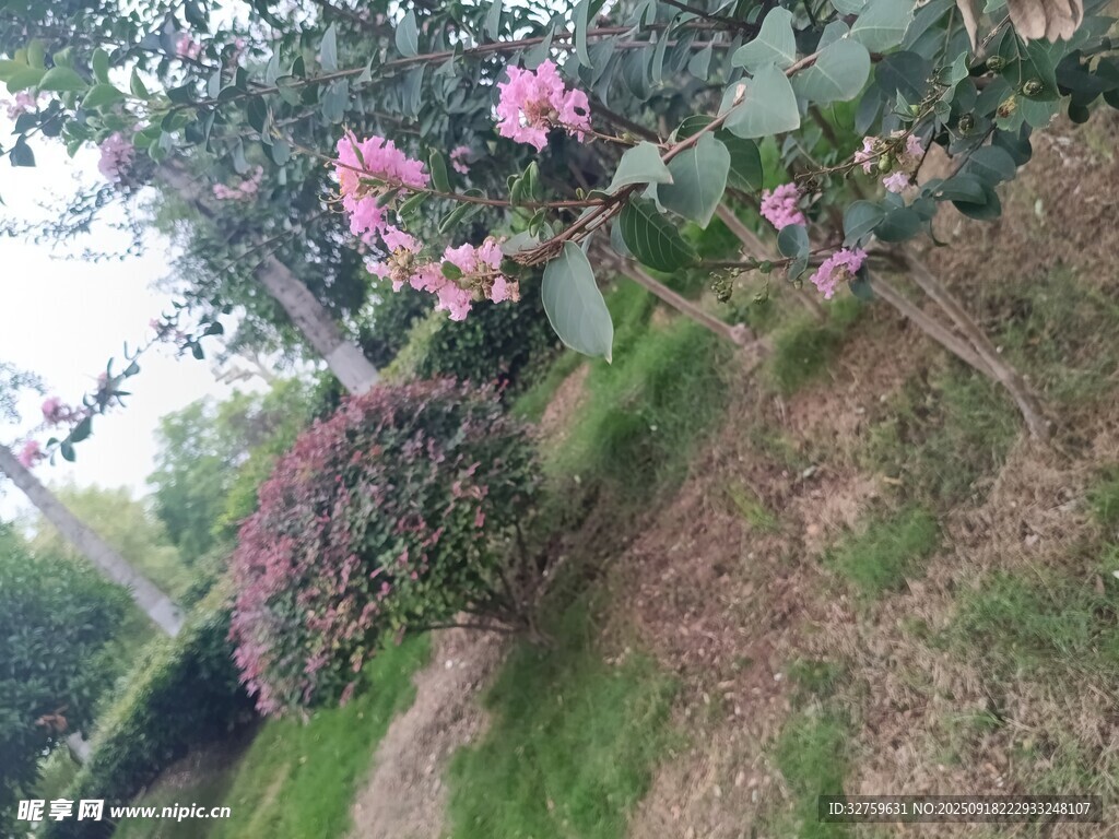 山坡上綻放的粉色花卉