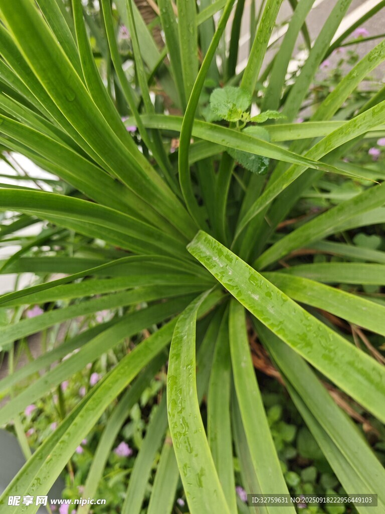翠綠龍血樹葉片特寫
