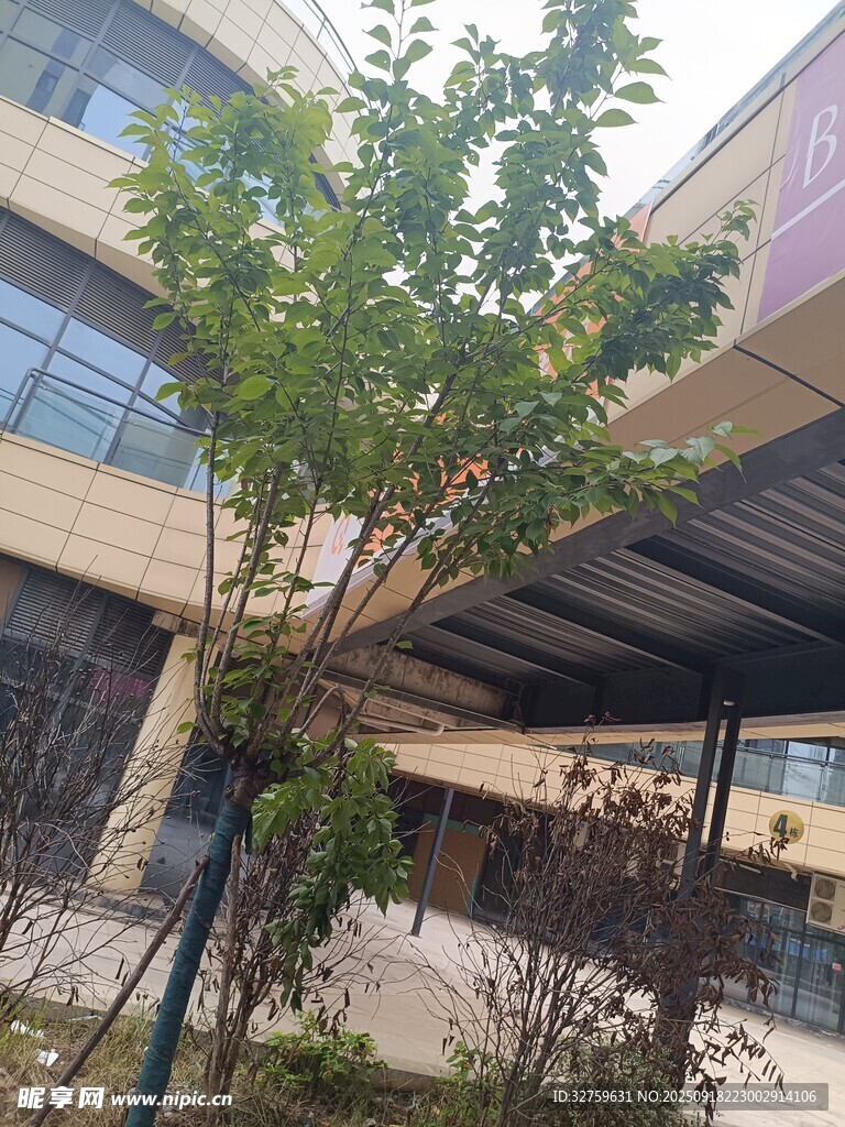 庭院中的綠樹(shù)與建筑景觀
