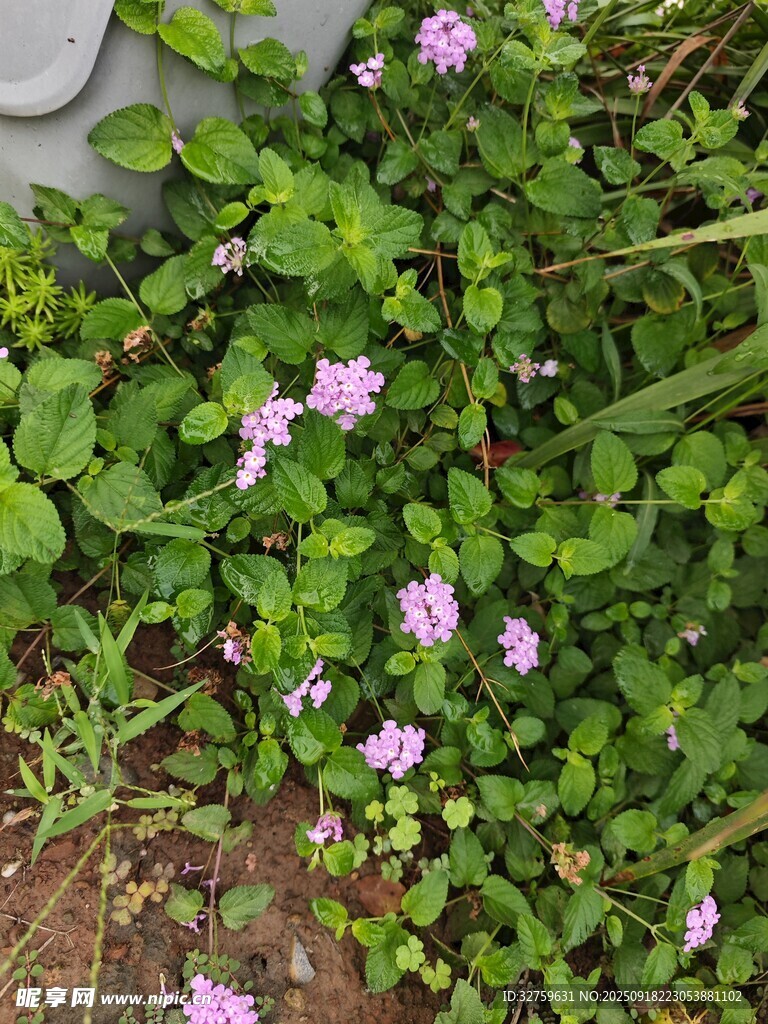 綠葉叢中的粉嫩小花