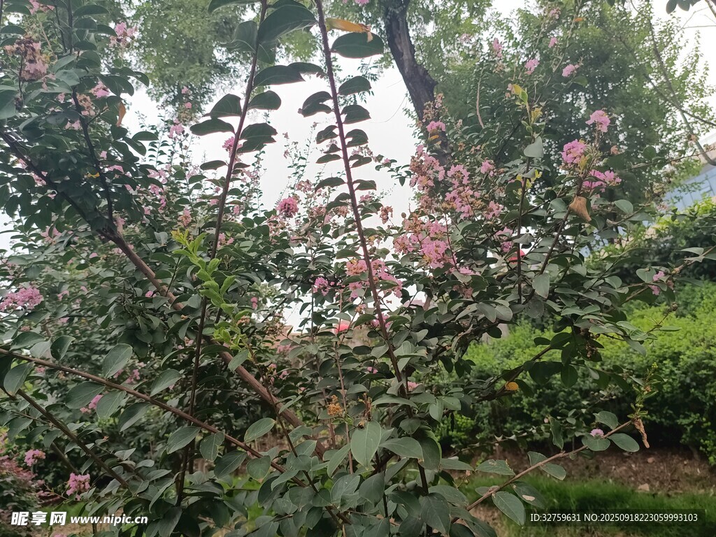 繁花滿枝的蘋果樹