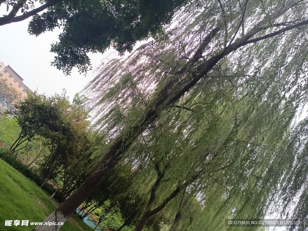 垂柳依依 