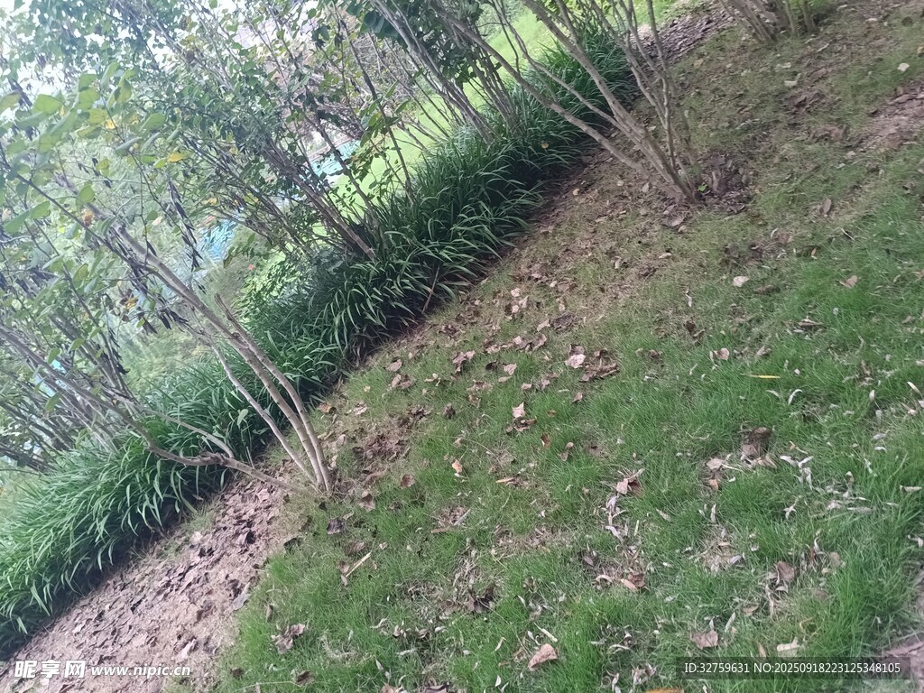戶外樹林草地景象