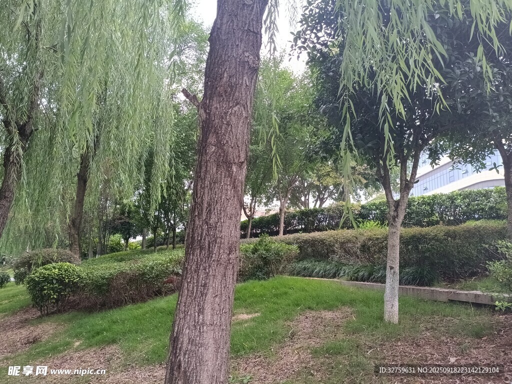 公園內(nèi)垂柳與綠植景觀