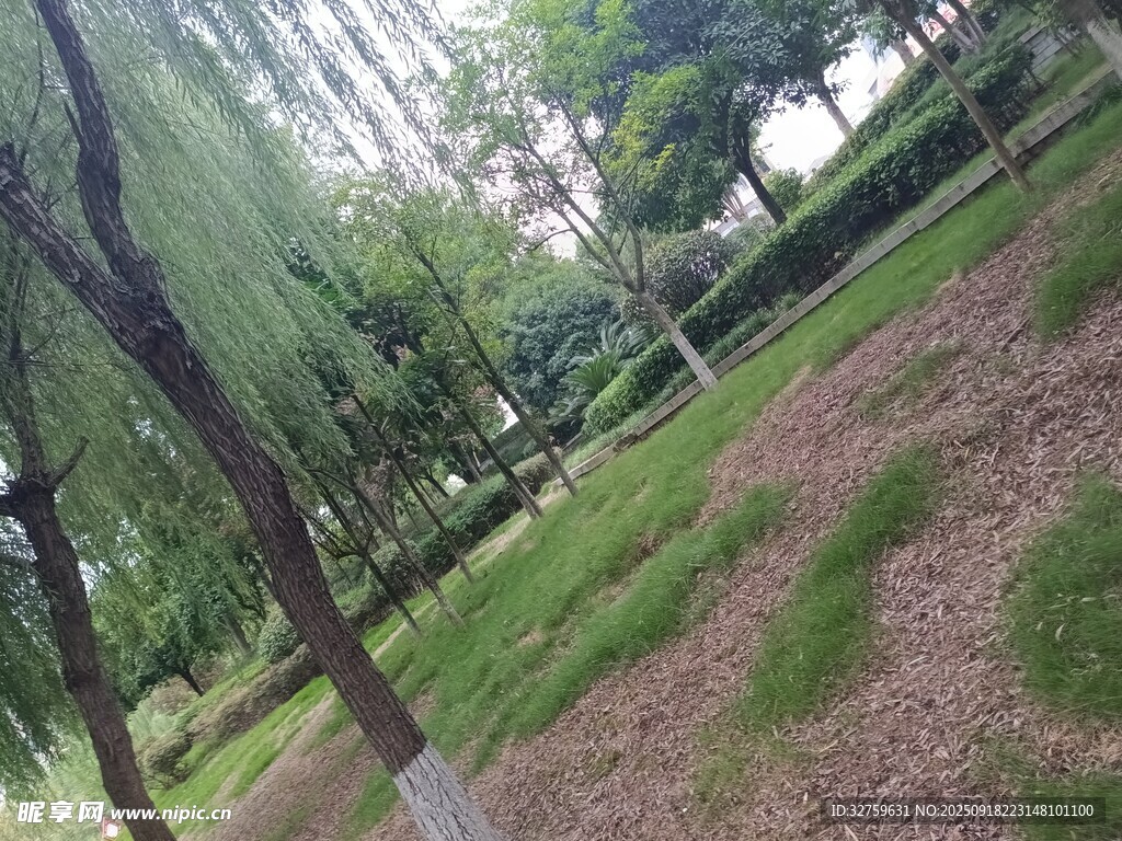 綠意盎然的戶外樹林景觀