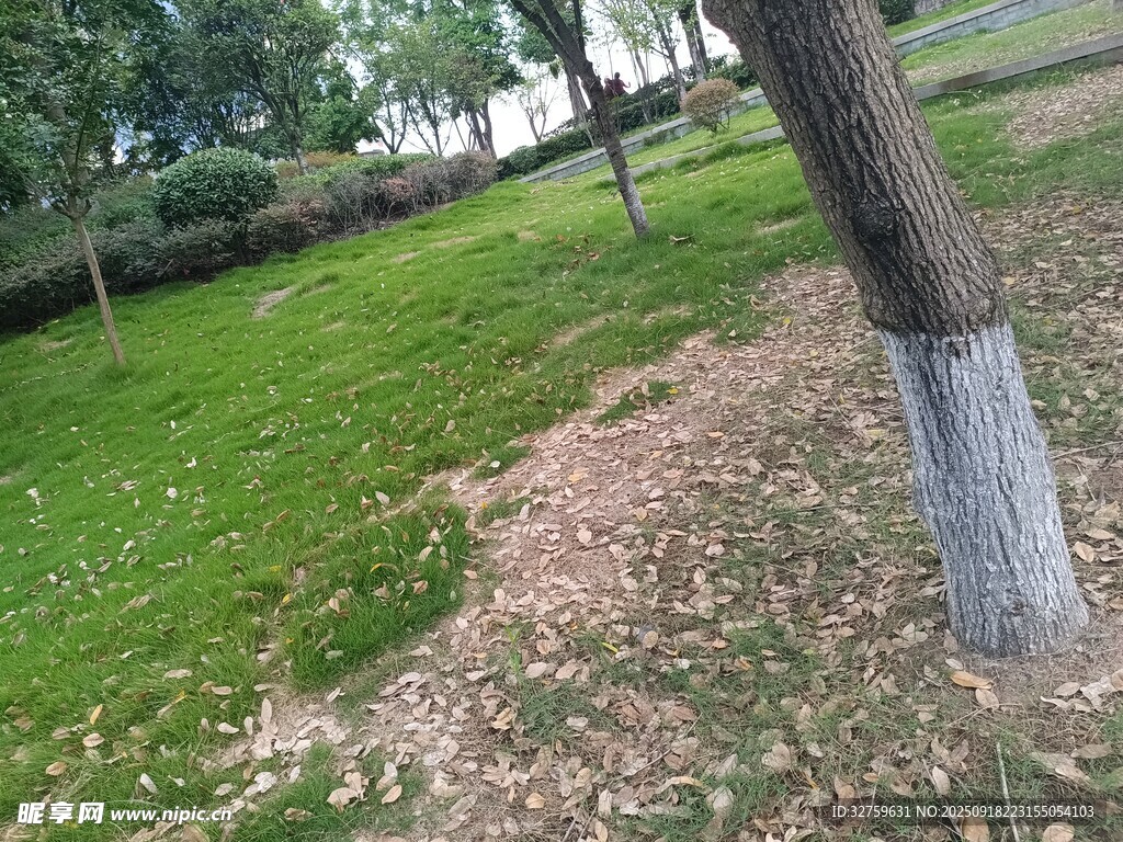 公園草地與樹木景觀