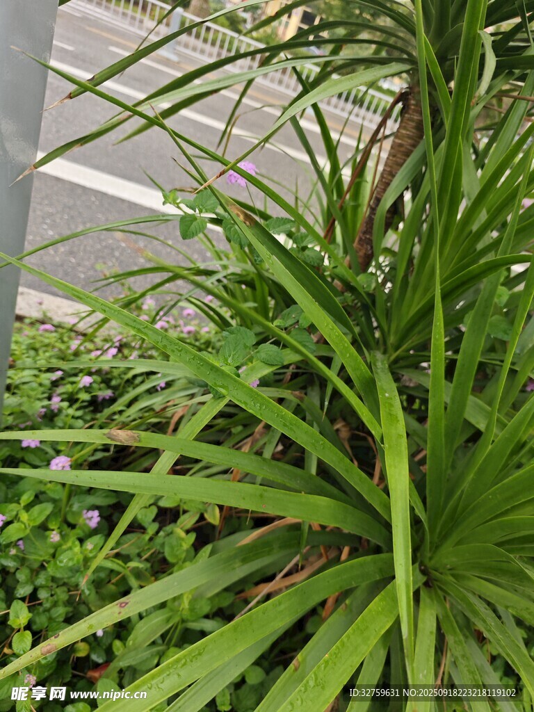 翠綠龍血樹植物景觀