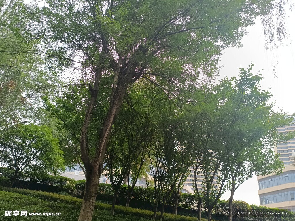 公園綠樹景觀